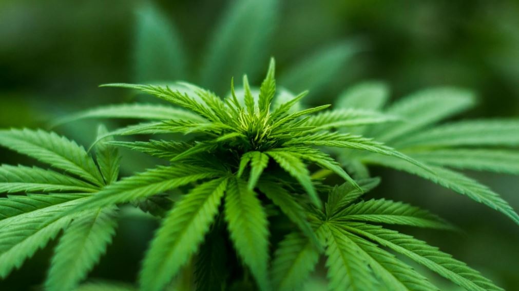 Fumare cannabis per alleviare dolore o ansia può sviluppare la paranoia