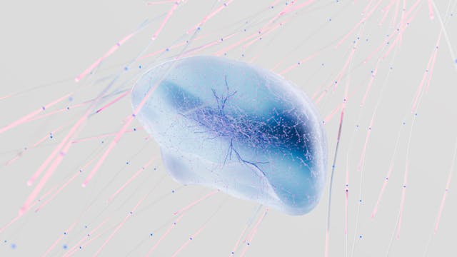 I neuroni si rigenerano: la neurogenesi apre nuove speranze